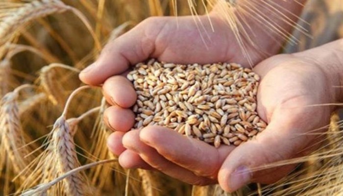 روسيا تلوح بإنهاء صفقة الحبوب إذا تم حظر الصادرات إليها