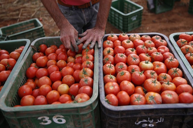 منتجون يترقبون عودة تصدير الطماطم بعد شهر رمضان‎‎ لتعويض الخسائر